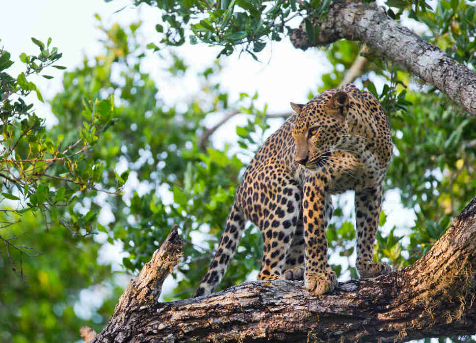 Yala National Park