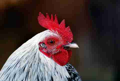 barnyard hen