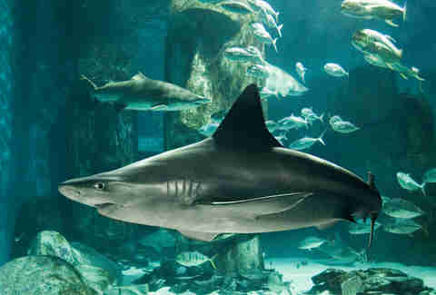 Shark