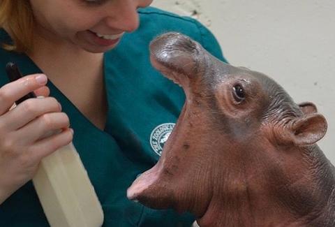 Cincinnati Zoo's premature hippo Fiona takes first steps
