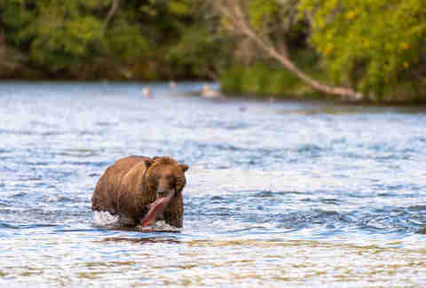 Bear in Alaska