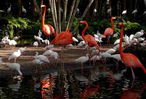 Flamingo Gardens