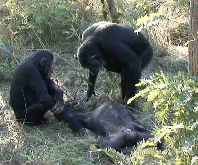 Chimpanzees mourning the death of their family member