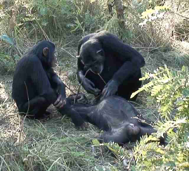 Chimpanzees mourning the death of their family member