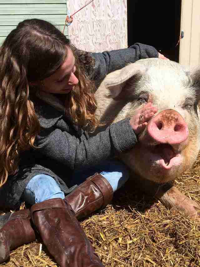 Ontario pig reuniting with her rescuer