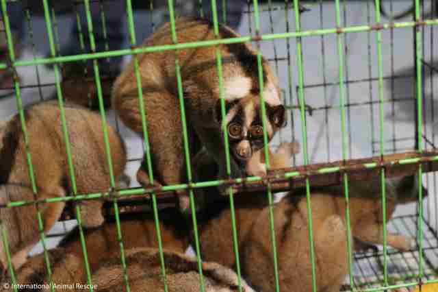 Slow lorises police rescued from an illegal pet trader