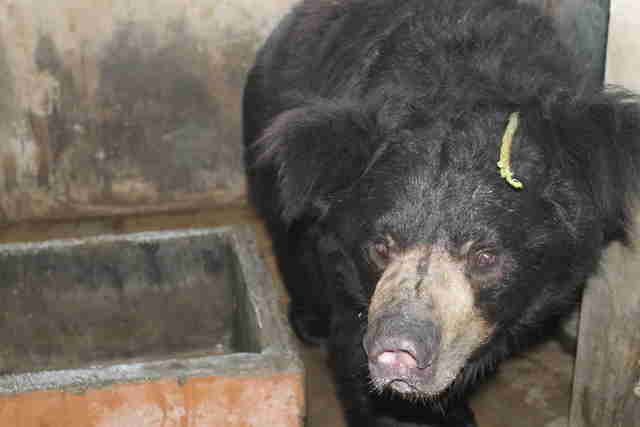 Former dancing bear rescued in India