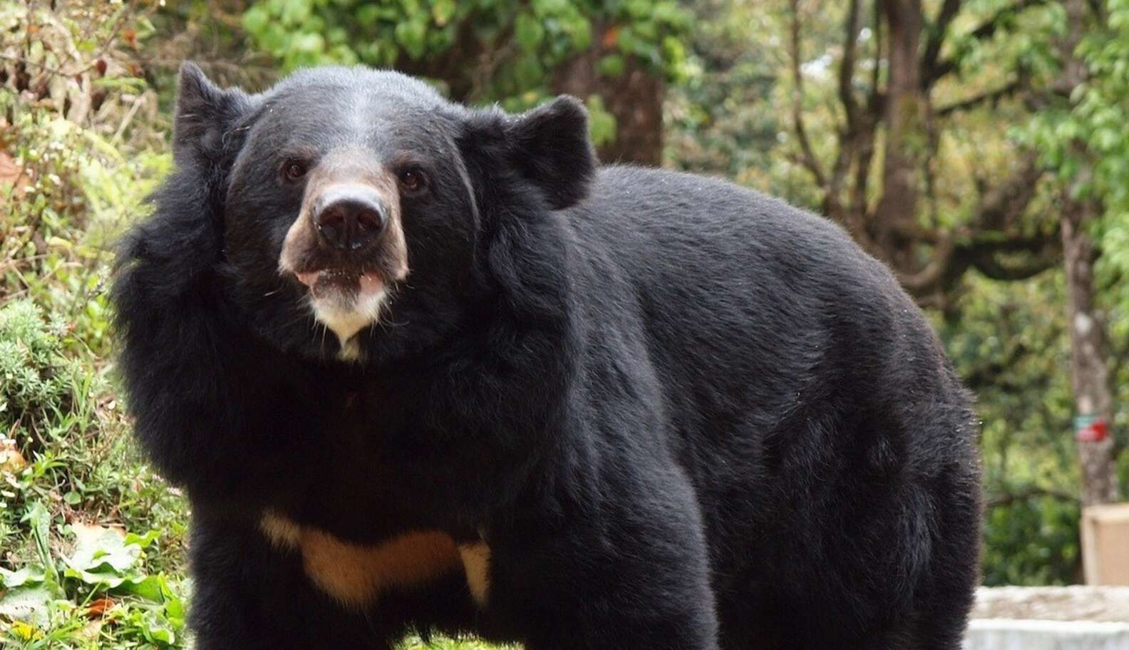 Гималайский белогрудый медведь в Амурской области