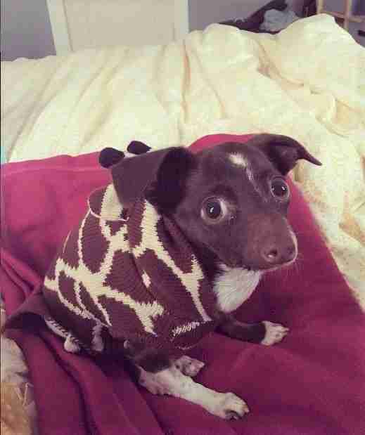 Cletus the dog wearing sweater