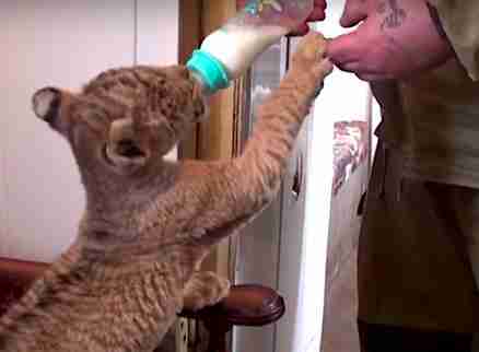 tiger-lion cross-breed born at Russian zoo fed goat milk