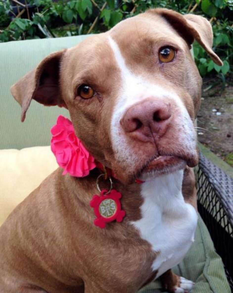 Senior Pit Bull Didn T Go Outside Until She Was 8 Years Old The Dodo