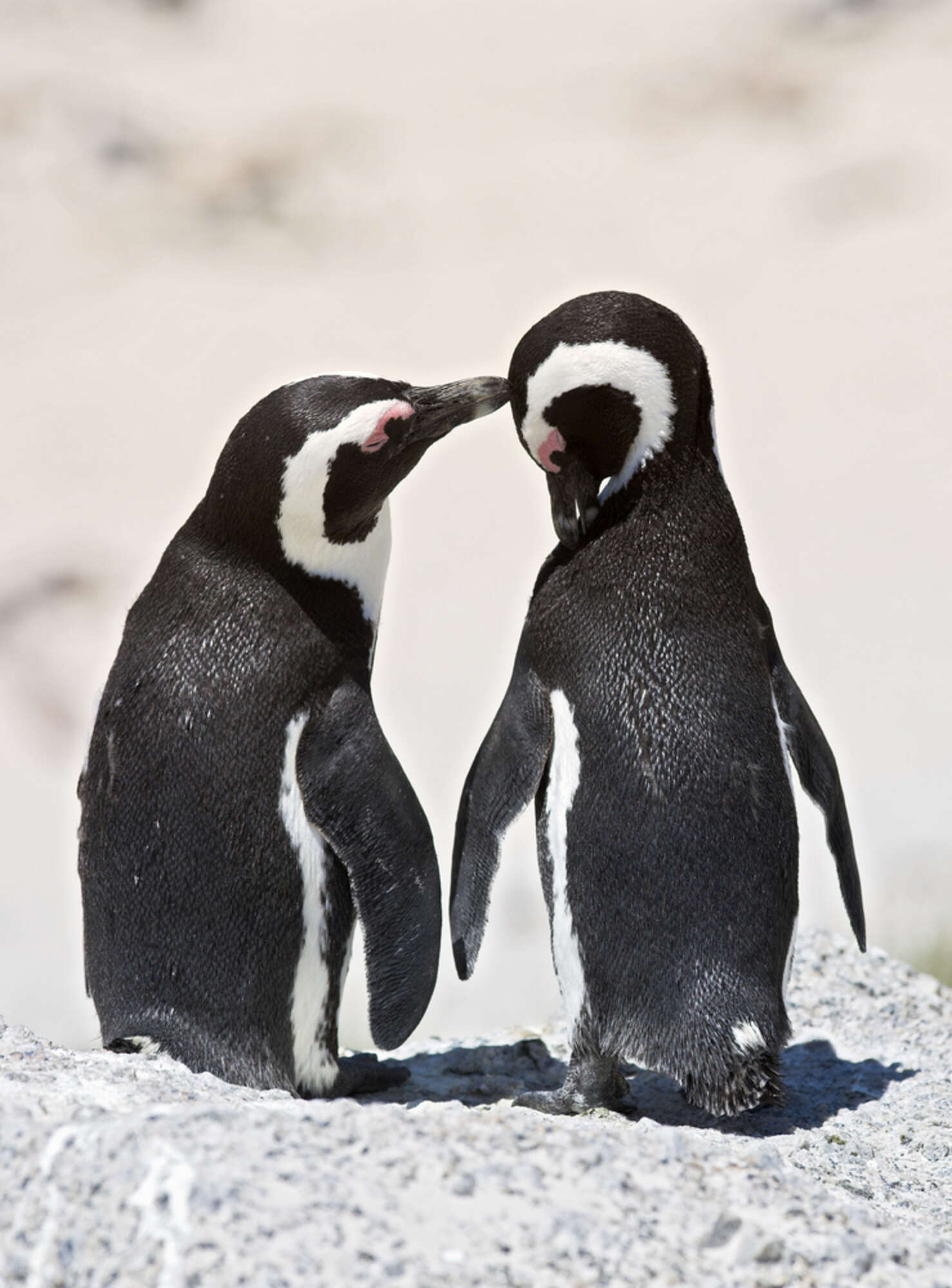 Пингвины парочка