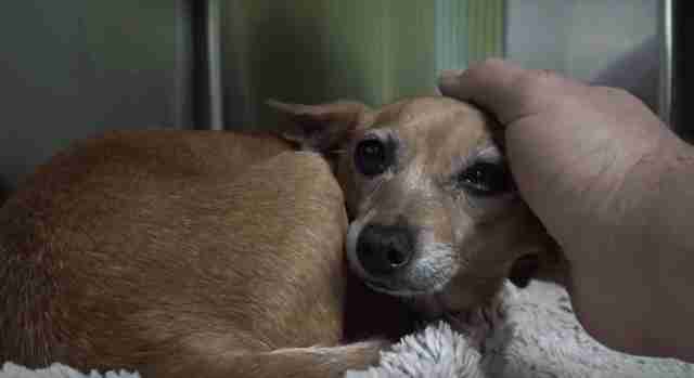 Homeless three-legged dog rescued