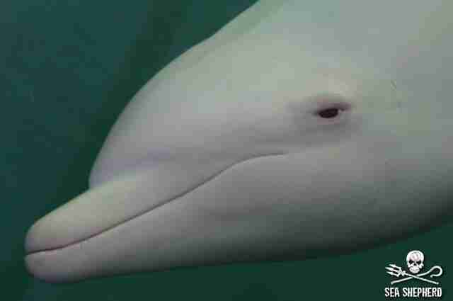angel a dolphin at the taiji whale museum