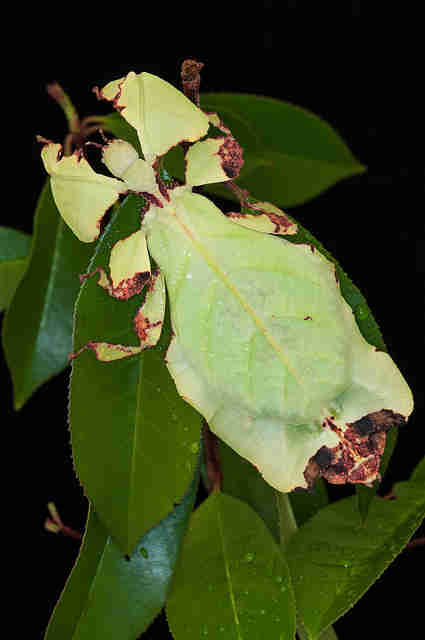 Walking Leaf Insect