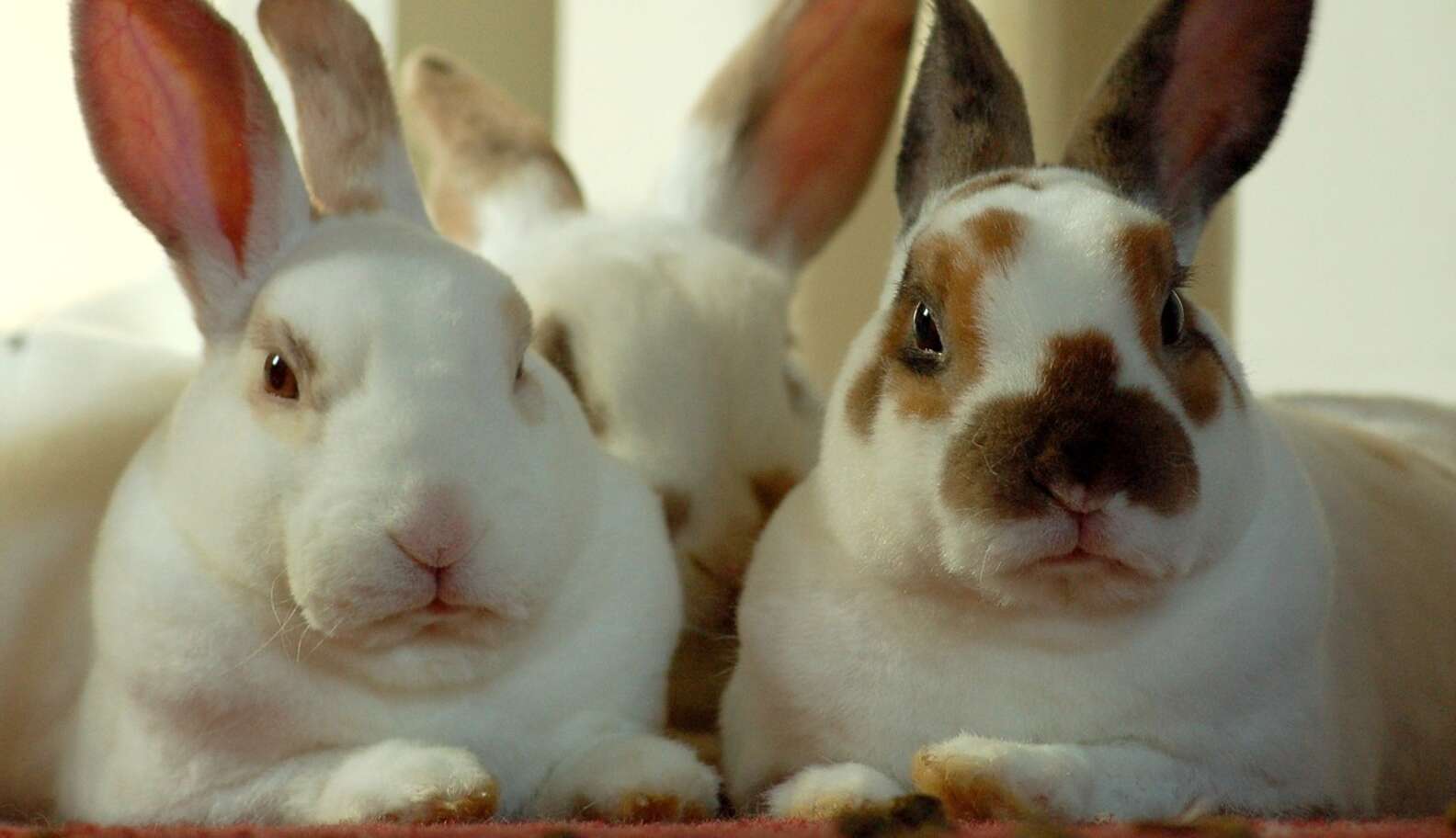 🖼