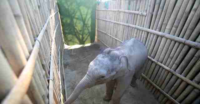 elephant calf rescued in India