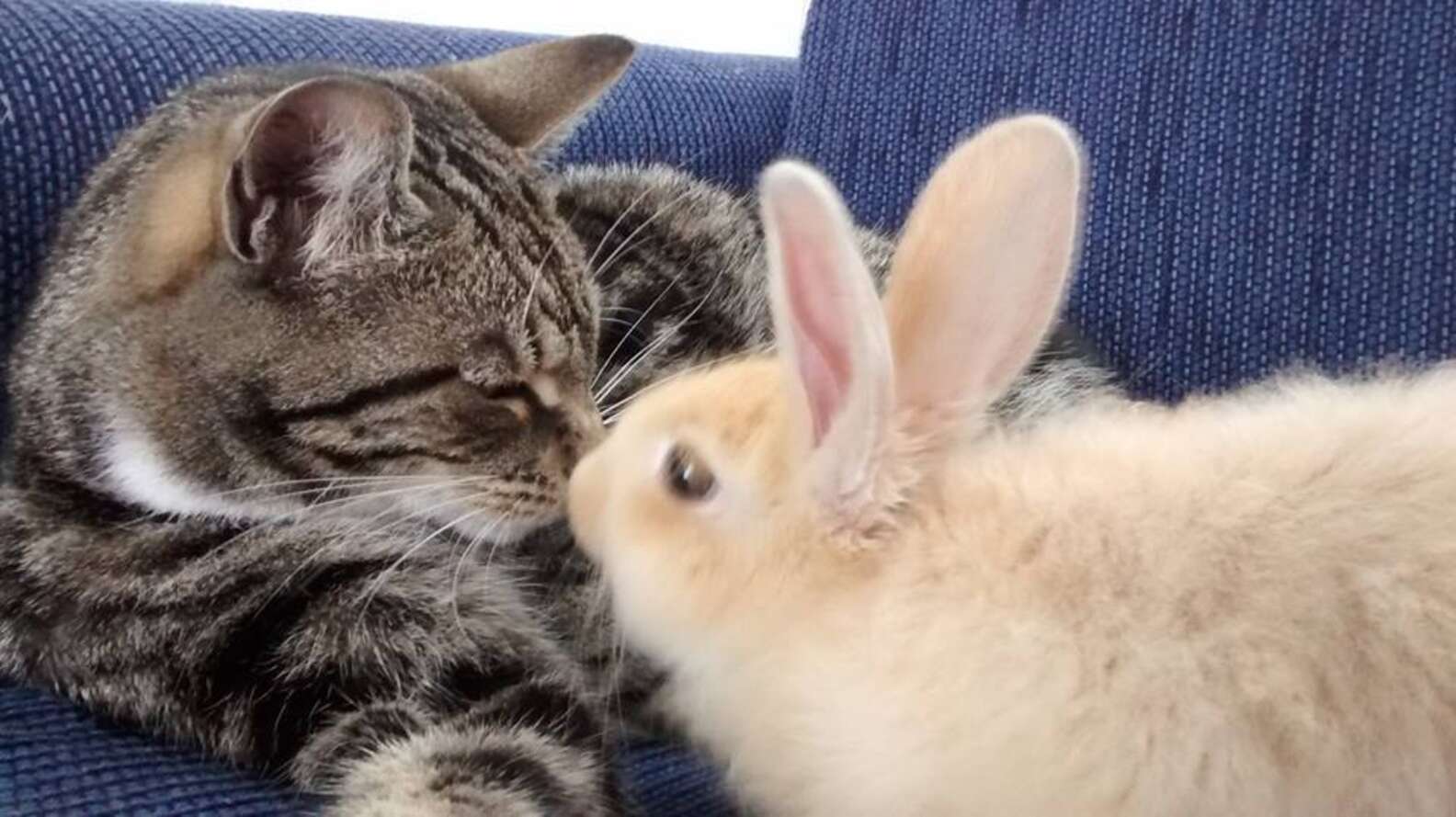 Кот обнимает зайца