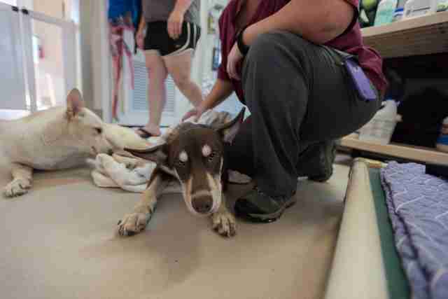 Kit and Caboodle, two special needs puppies