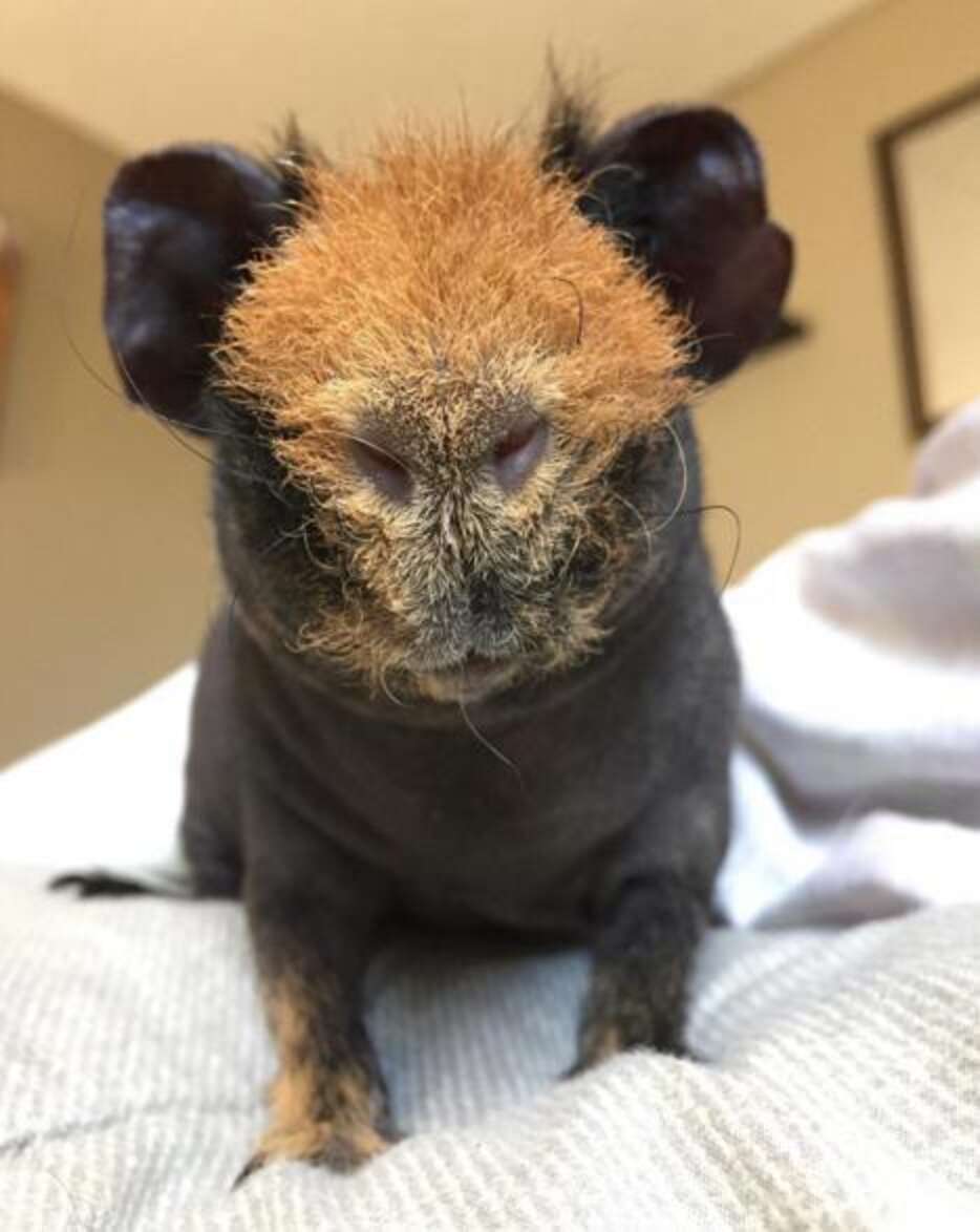 Naked Guinea Pig Has The Most Perfect Beard Ever The Dodo