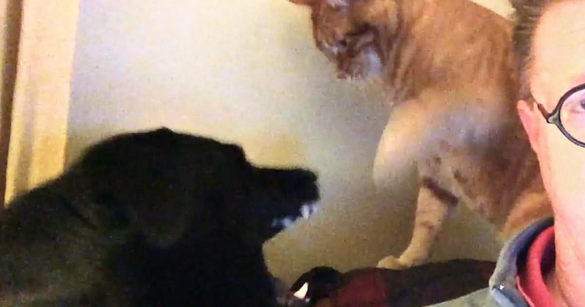 Watch Cats &Amp; Dogs Youtube