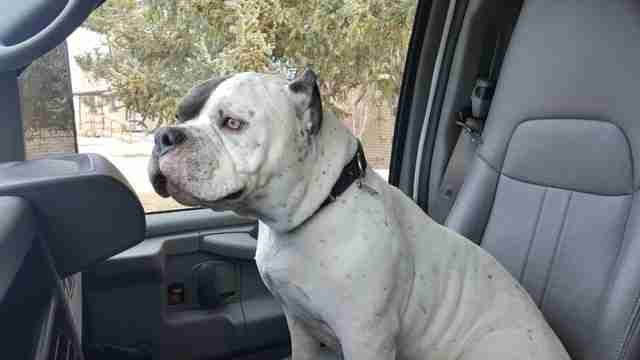 Beefcakes in car