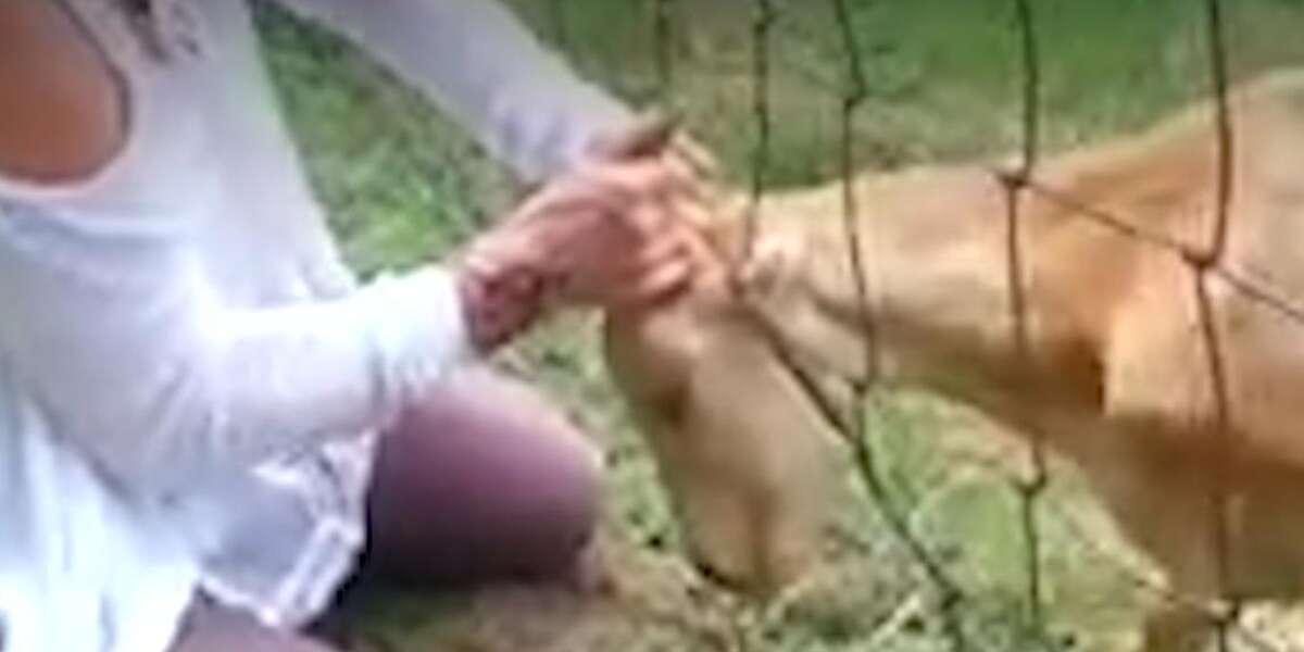 Goat Gets Head Stuck In Fence Then Meets A Friend The Dodo