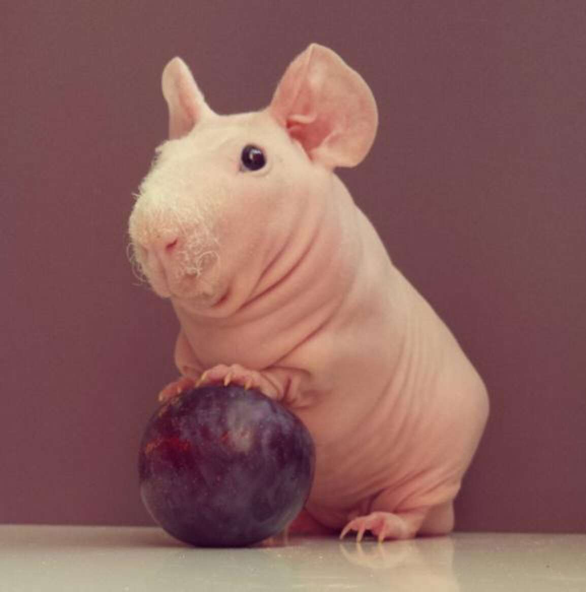 Naked Guinea Pig Poses With All His Favorite Foods The Dodo