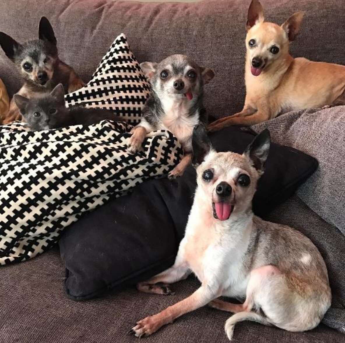 Group Of Senior Chihuahuas Adopt A Tiny Kitten The Dodo