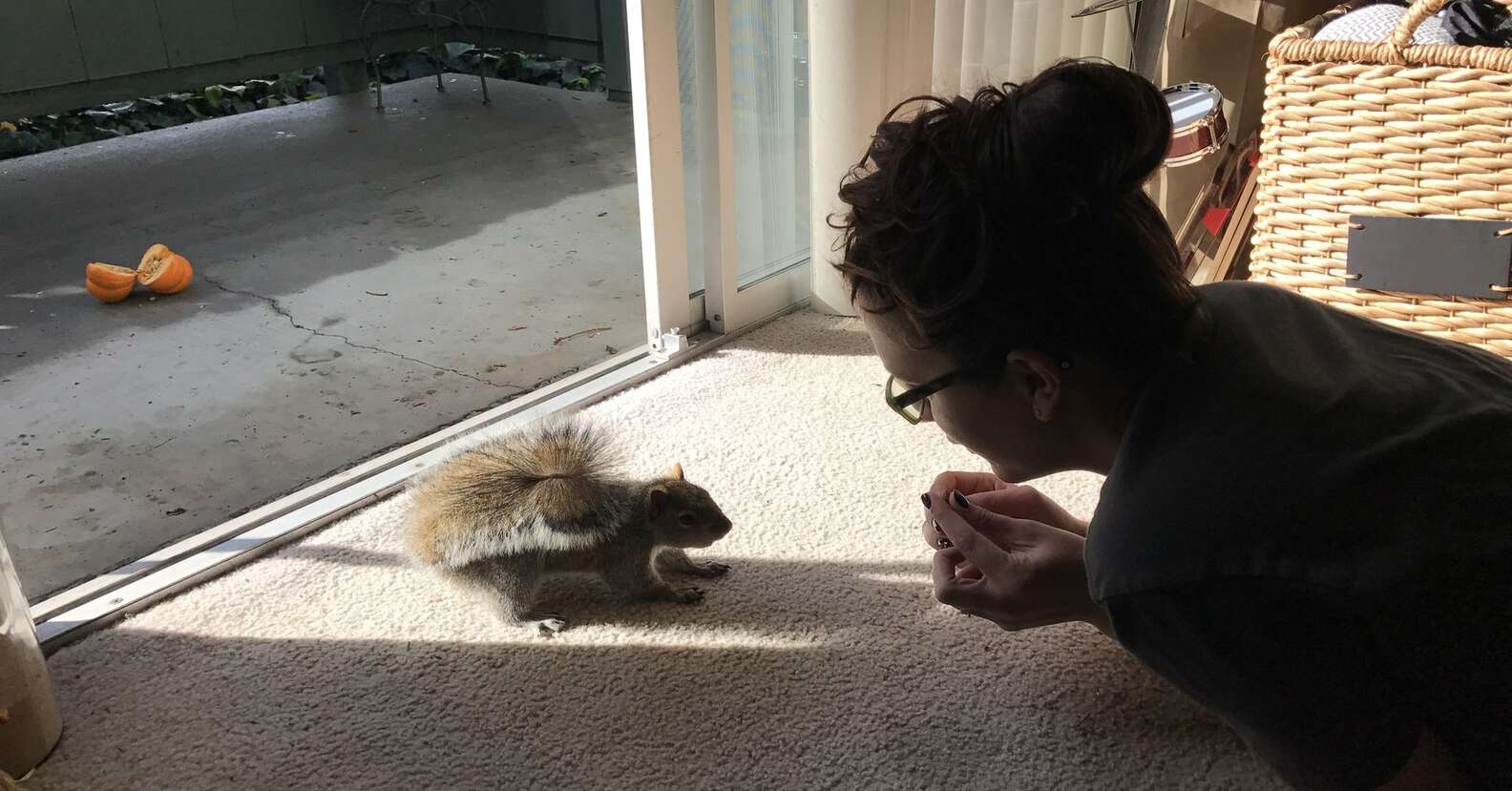 Woman Creates Scenes For The Squirrels In Her Backyard The Dodo