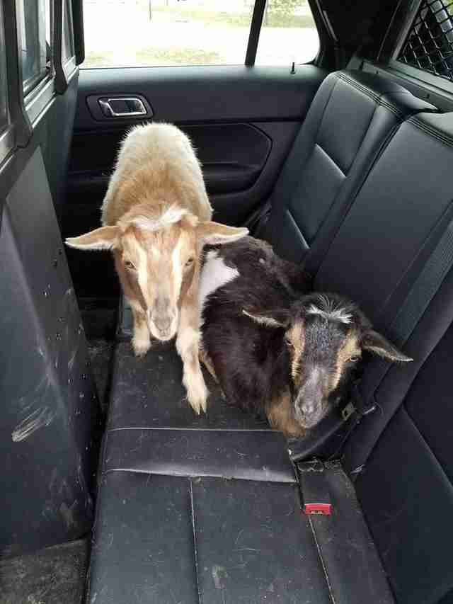 Police pick up goats in car