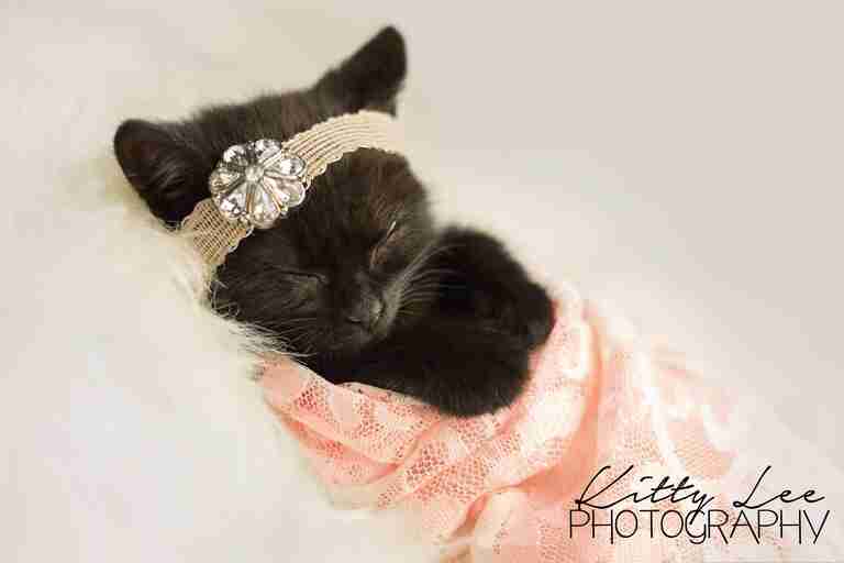 Photographer does newborn photoshoot for kitten