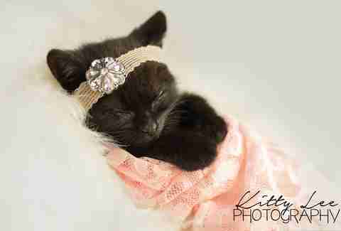 Photographer does newborn photoshoot for kitten
