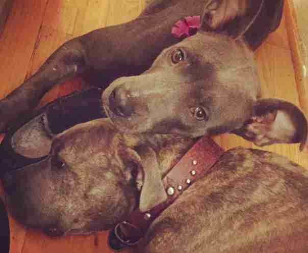 pit bulls