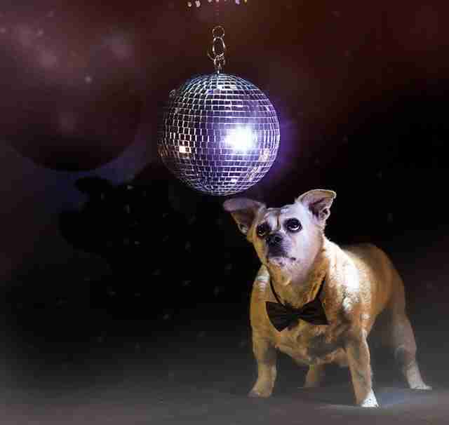 Senior dog under a disco ball