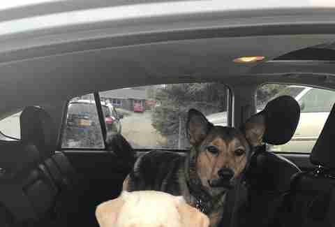 dog only expected to live 5 years becomes a foster fail