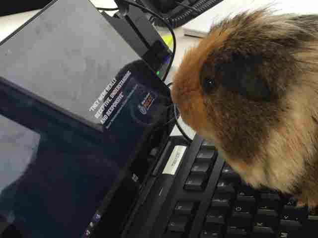 guinea pig joins police department
