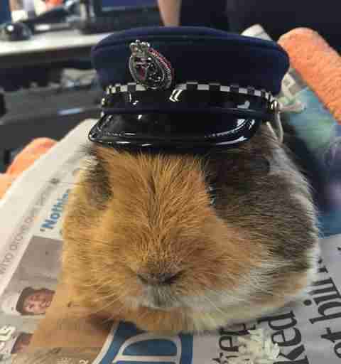 guinea pig joins police department