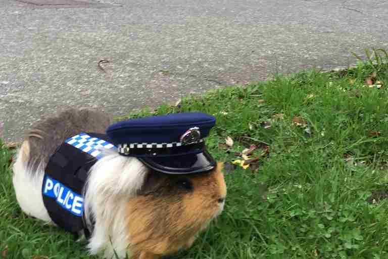 guinea pig joins police department