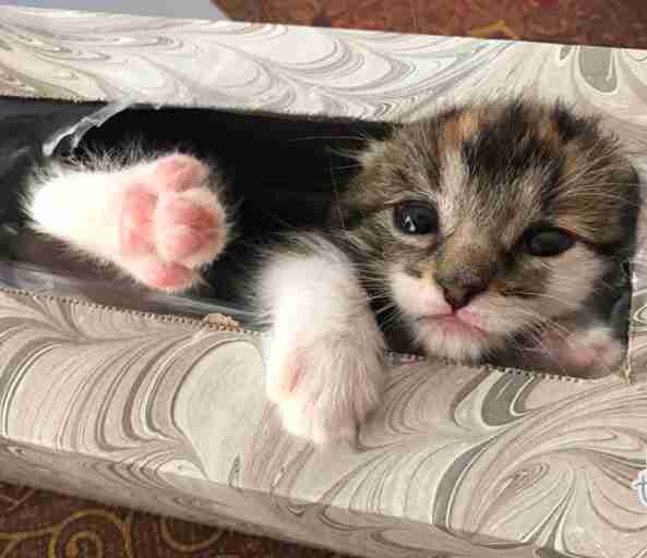 kitten hides in tissue box