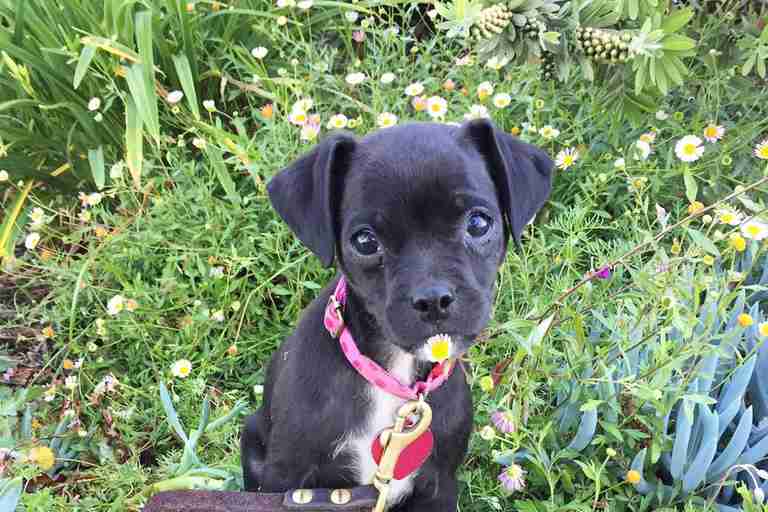 Hilary Duff adopts a puppy