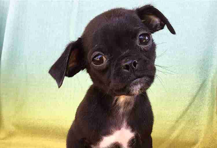 Hilary Duff adopts a puppy