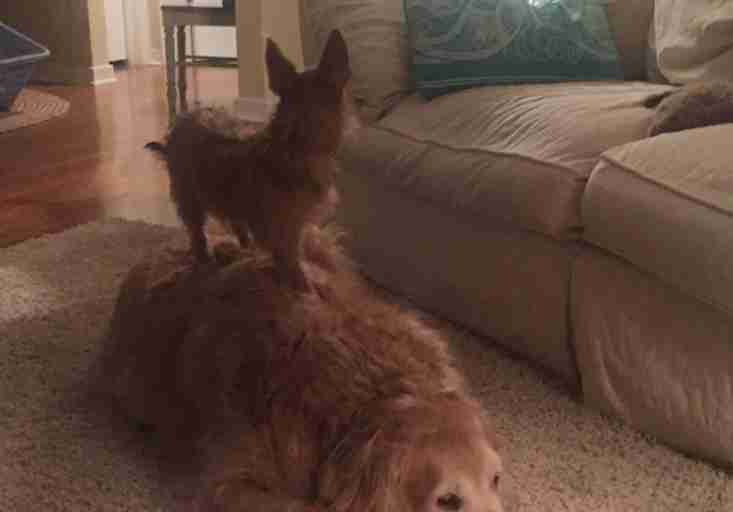 little dog sits on big dog