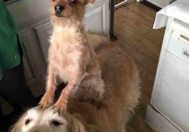 little dog sits on big dog