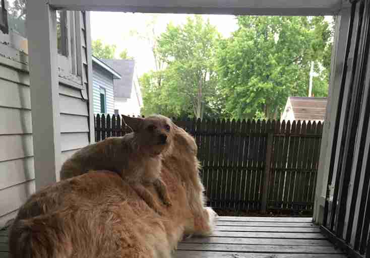 little dog sits on big dog