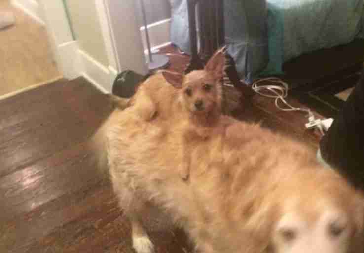 little dog sits on big dog