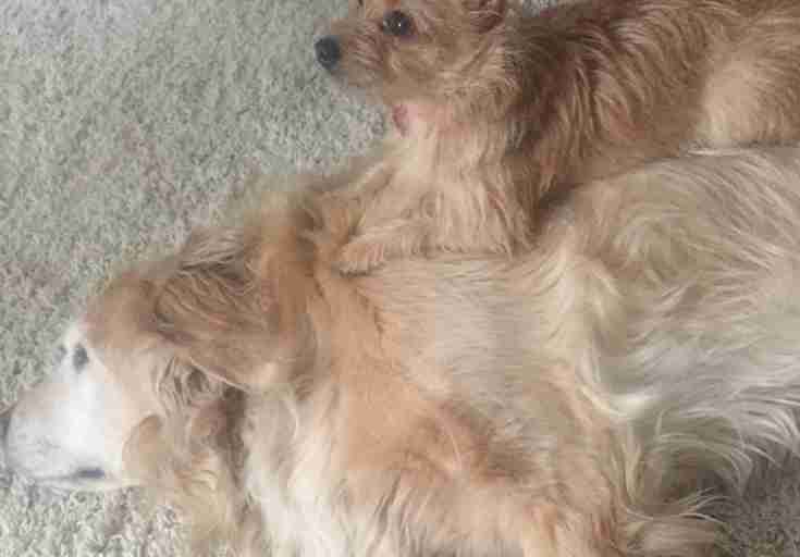 Little dog sits on big dog