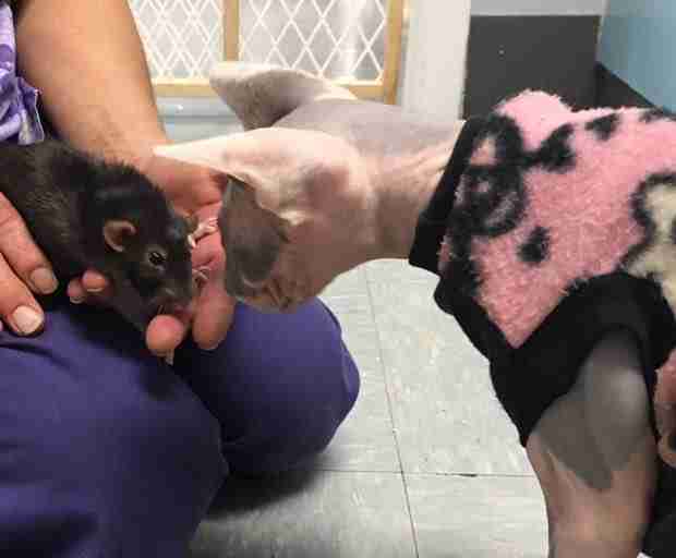hairless cat works at vet clinic