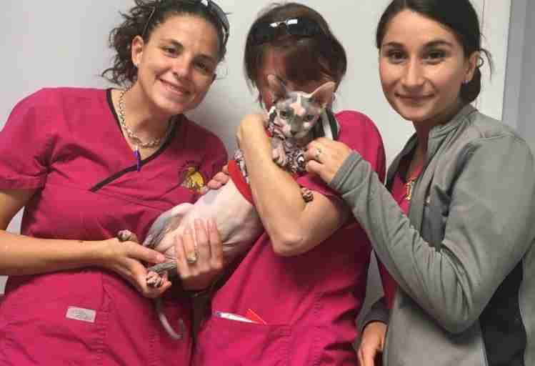 hairless cat works at vet clinic