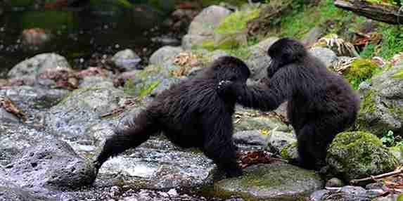 baby gorillas
